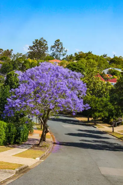 Purple Jacaranda Tree in full bloom on street in Suburbs of Brisbane Australia with tile roofs showing through the foliage in background
