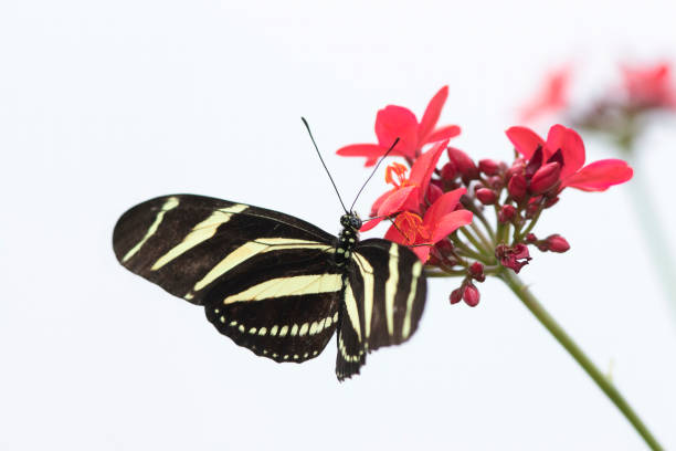 Postman Butterfly Gathering Nectar from a Flower in Asheboro, North Carolina, United States