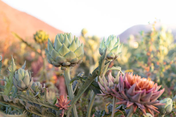 Southern California Artichokes