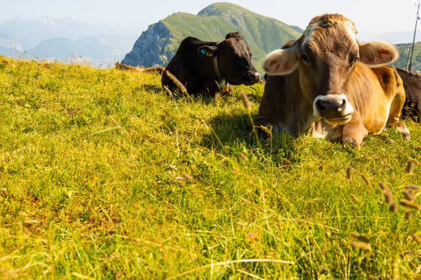 istock Cows on Monte Baldo, cows lying on Monte Baldo, Italy 1330412782