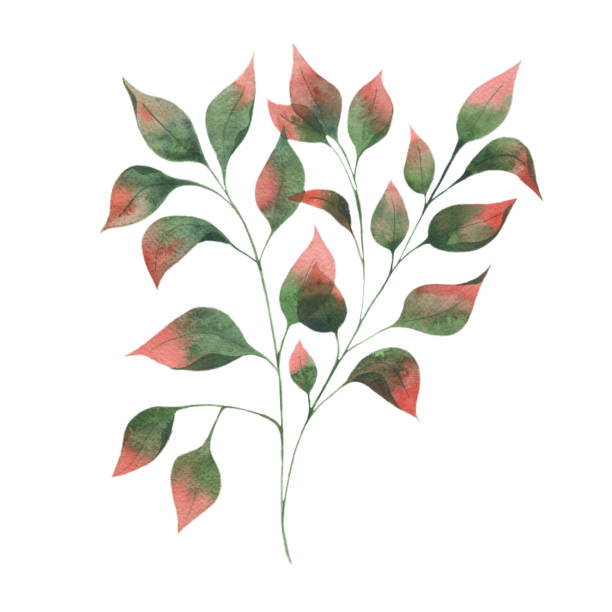 istock Watercolor illustration with autumn leaf branches, green leaves with red tips on a white background. 1330412805