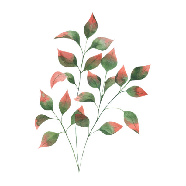 istock Watercolor illustration with autumn leaf branches, green leaves with red tips on a white background. 1330412808