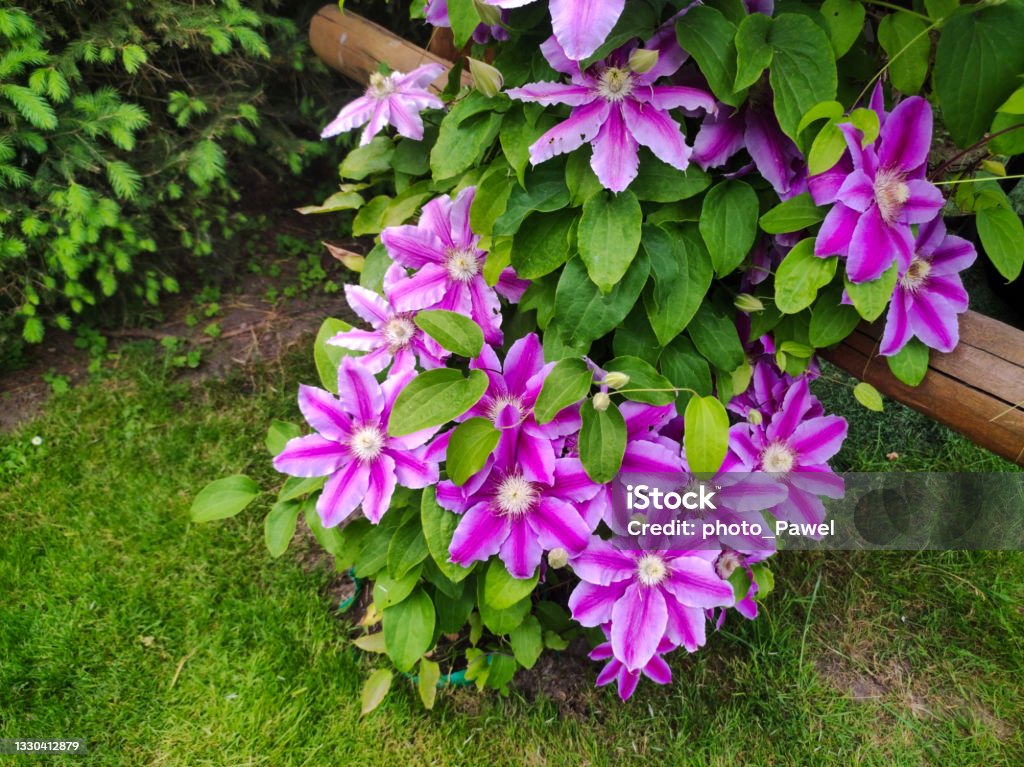 "Dr Ruppel" clematis plant. Pink flower in garden near to the house. Summer time. Beauty botany and gardening "Dr Ruppel" clematis plant. Pink flower in garden near to the house. Summer time. Beauty botany and gardening concept Clematis Stock Photo