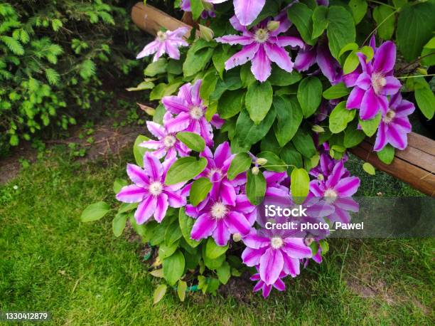 Dr Ruppel Clematis Plant Pink Flower In Garden Near To The House Summer Time Beauty Botany And Gardening Stock Photo - Download Image Now