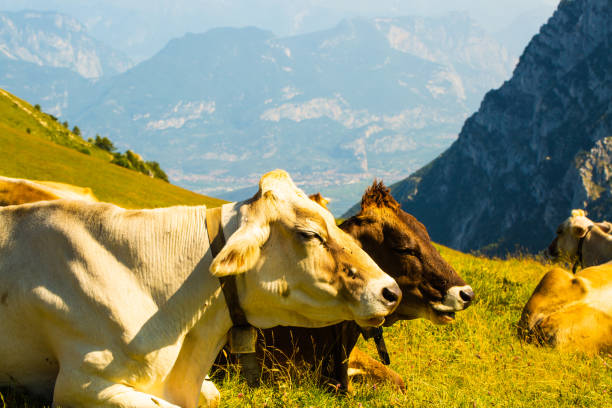 Cow and calf on the farm in the Alps. European farming on the green field of the mountain alpine scenic land. Happy and healthy cows producing milk from the alpine meadow green grass in summer