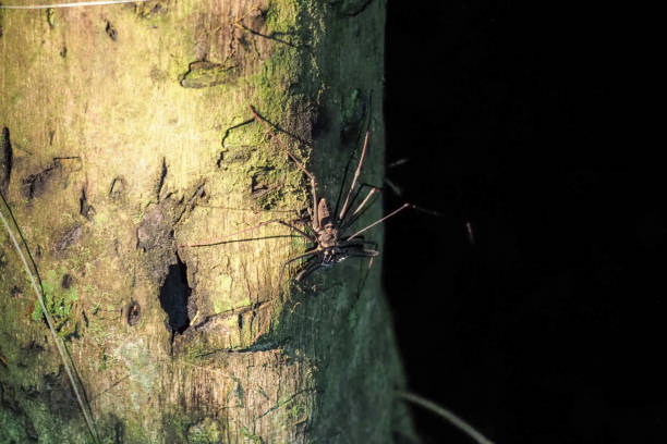 Insect´s of the rainforest, Ecuador
