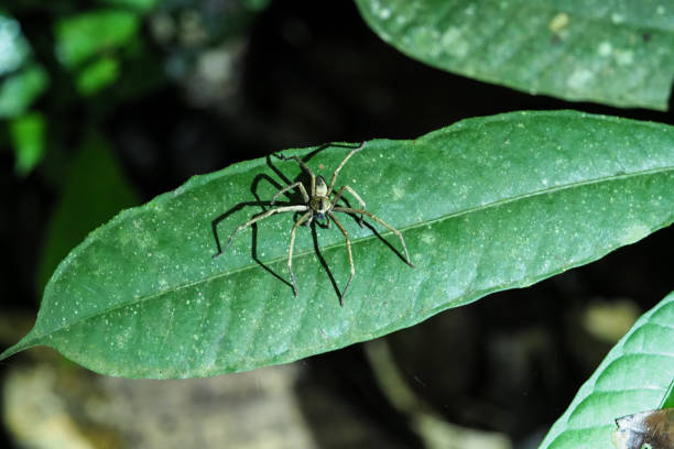 insekten des regenwaldes, ecuador - tropical rain forest flash stock-fotos und bilder