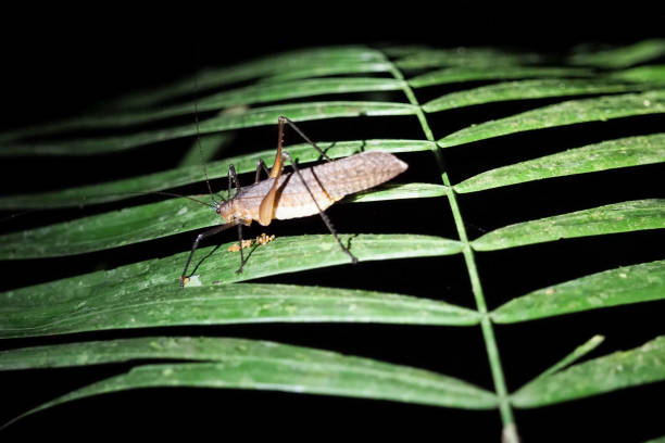 istock Insect´s of the rainforest, Ecuador 1330413951