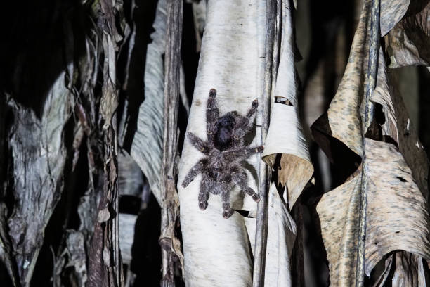 Insect´s of the rainforest, Ecuador