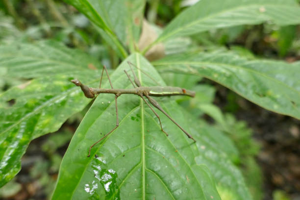 istock Insect´s of the rainforest, Ecuador 1330414059