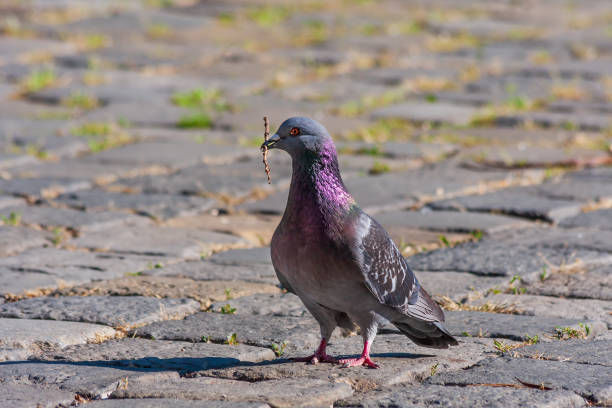 istock The pigeon is on a stone pavement of cubes 1330414076