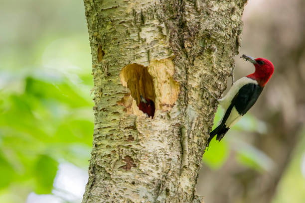 istock The red-headed woodpecker (Melanerpes erythrocephalus) and  the nest cavity. 1330414340