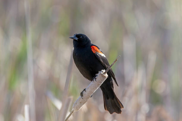 istock The red-winged blackbird (Agelaius phoeniceus ) in the marsh 1330415877
