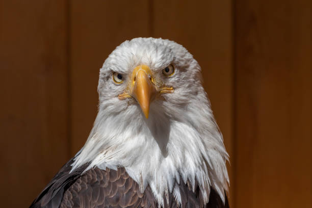 istock Front portrait of a bald eagle on a dark brown background. Both eyes are visible 1330416020
