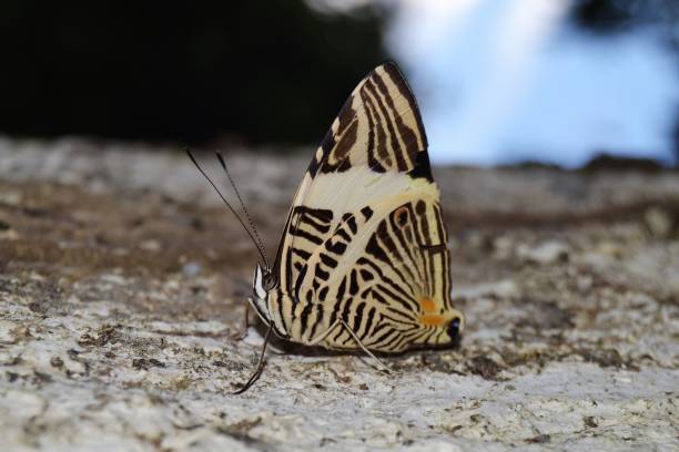 istock butterfly in Bahia black and white 1330416854