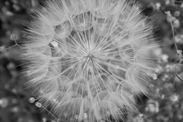 istock Big blowball in a meadow 1330418281