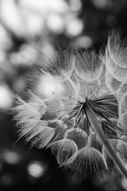 istock Big blowball in a meadow 1330418298