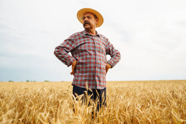 istock Farmer in the  straw hat standing in a wheat field. Cereal farming. 1330420080