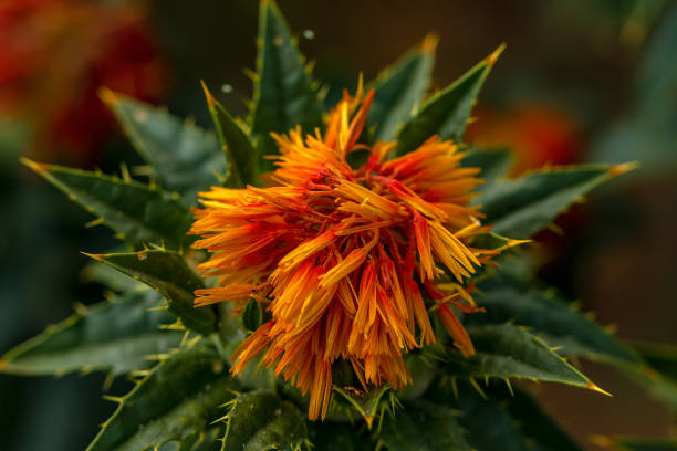 Safflower (Carthamus tinctorius) Safflower (Carthamus tinctorius) substitute for saffron stock pictures, royalty-free photos & images