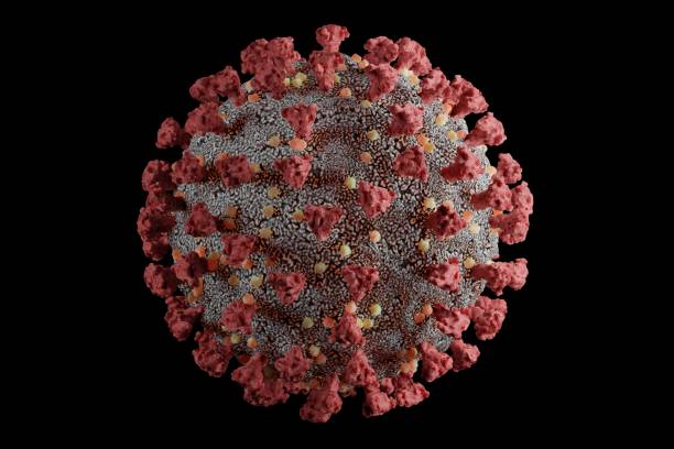 Detailed and scientifically accurate 3D model of the SARS-CoV-2 virus at atomic resolution It can be used to describe Coronavirus Covid-19 variants, like B.1.1.7 (Alpha), B.1.351 (Beta), P.1 (Gamma), B.1.617.2 (Delta), Lambda or other variants sars cov 2 delta variant stock pictures, royalty-free photos & images