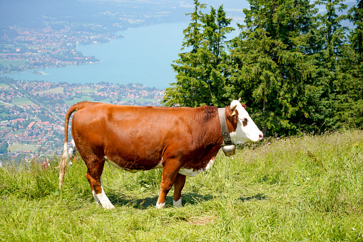 This is a happy cows on a high alpine pasture in the Tegernsee region in summer with lush grass and a great view
