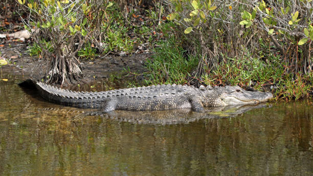 istock American alligator basking in a mangrove swamp 1330423323