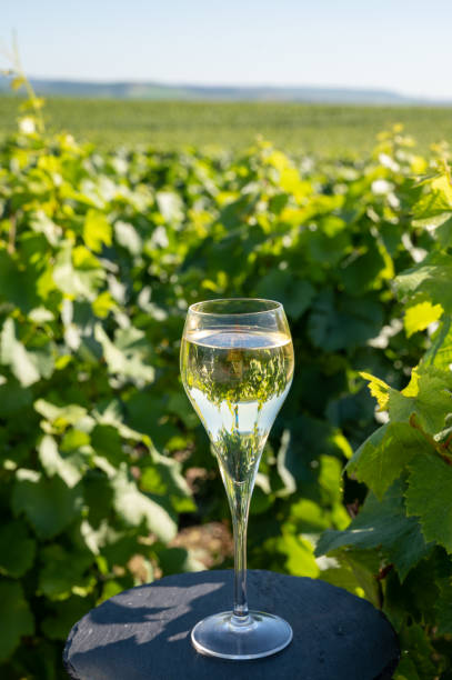 Tasting of brut and demi-sec white champagne sparkling wine from special flute glasses with Champagne vineyards on background, France Tasting of brut and demi-sec white champagne sparkling wine from special flute glasses with view on green Champagne vineyards, France cramant stock pictures, royalty-free photos & images