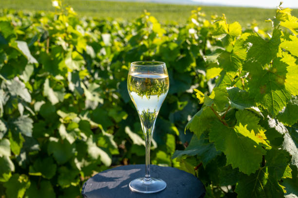 Tasting of brut and demi-sec white champagne sparkling wine from special flute glasses with Champagne vineyards on background, France Tasting of brut and demi-sec white champagne sparkling wine from special flute glasses with view on green Champagne vineyards, France cramant stock pictures, royalty-free photos & images