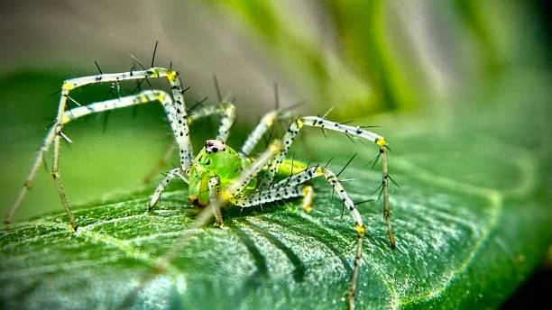 プルメリアの葉の上に1つの大人の緑のオオヤマネコのクモ/ プセチア・ビリダン - viridans ストックフォトと画像