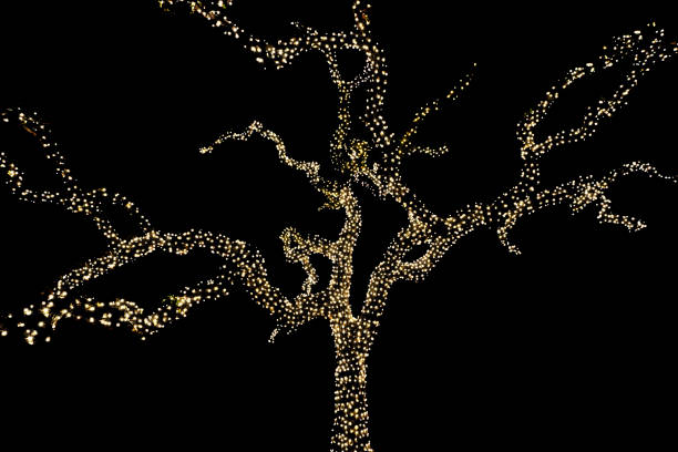 Old tree wrapped in decorative holiday christmas lights.