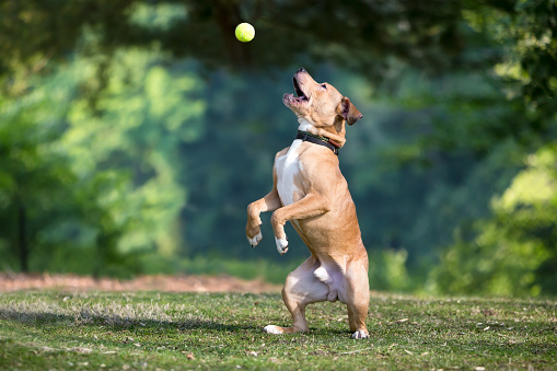A Retriever mixed breed dog standing up on its hind legs and opening its mouth to catch a ball in the air