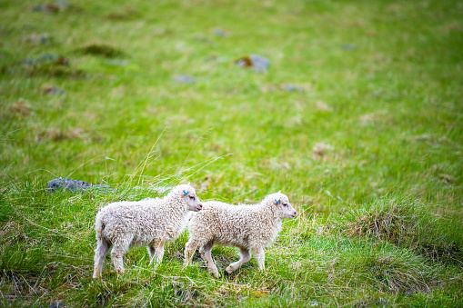 Two young baby white lamb Icelandic sheep standing on green grass pasture grazing eating at farm field in east Iceland