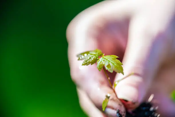 Photo of Closeup of hand holding green red small tiny maple tree sprout with woman throwing away weed showing detail and texture in spring