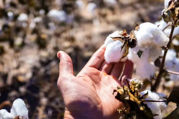 Macro closeup of male hand touching soft white fluffy cotton flower in autumn Missouri or Kansas countryside with brown field of many plants agriculture