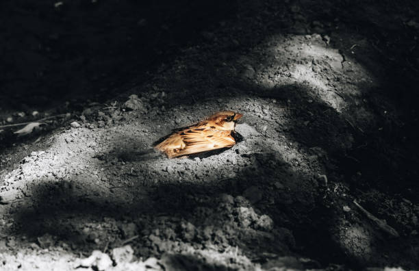 istock The House sparrow sand bath 1330429312