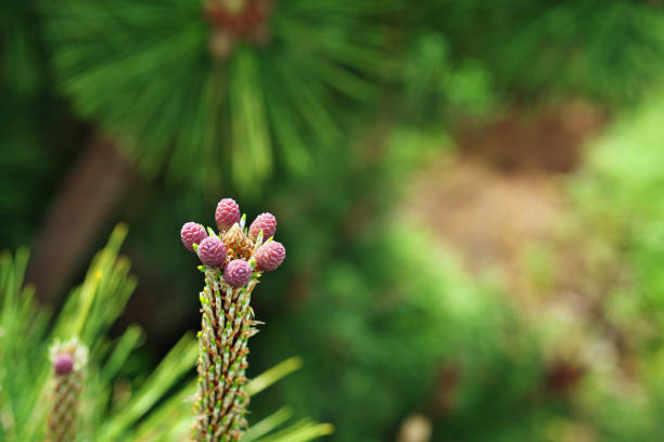 Flower of the pinePine Flower