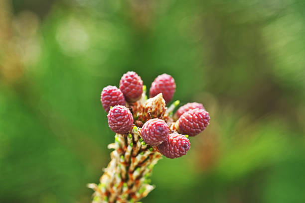 Flower of the pinePine Flower