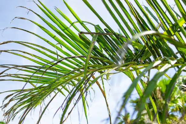 Low angle closeup of colorful green bright palm tree leaves isolated against blue sky in Miami, Florida during sunny day looking up view