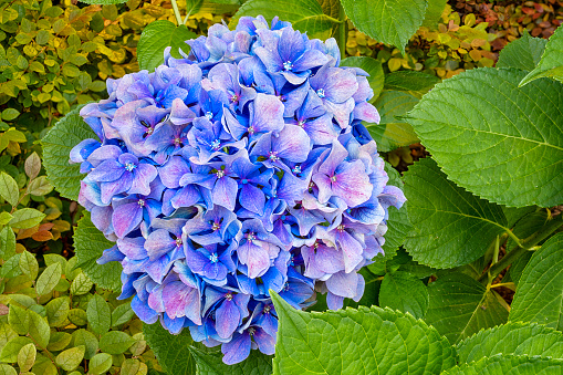 Blue purple hydrangia or hortensia flower closeup, surrounded by green leaves. (Hydrangea macrophylla)