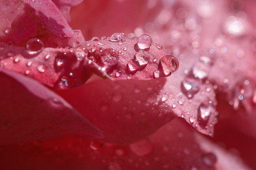 flower petals in water drops after rain, rose and chamomile