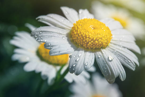 flower petals in water drops after rain, rose and chamomile - chamomile chamomile plant flower herb imagens e fotografias de stock