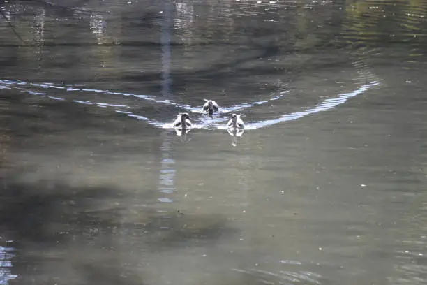 Photo of Black Bellied Whistling Ducks Swimming on San Antonio River