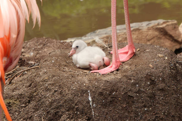 istock Baby Flamingo 1330432464