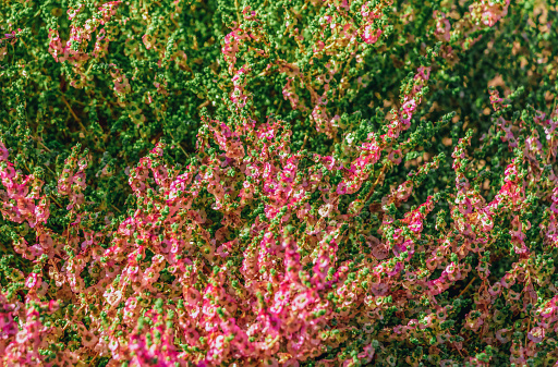bush of pink Lupinus, lupin, or lupine flower