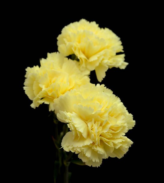 beautiful pale yellow Carnation flowers isolated on plain background