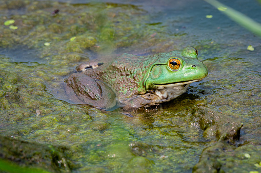 Close-up portrait of an American bullfrog (Lithobates catesbeianus) sunbathing on dry land, summer, Connecticut. This species is the largest North American frog. The ridge that bends around the ear, or tympanum, of this species distinguishes it from the smaller green frog.