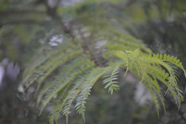 istock Leguminosae or bald mimosa beautiful green leaves 1330437448