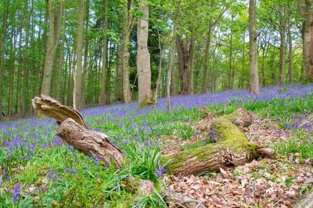 bluebells em uma floresta com ramo quebrado em primeiro plano - staffordshire - fotografias e filmes do acervo