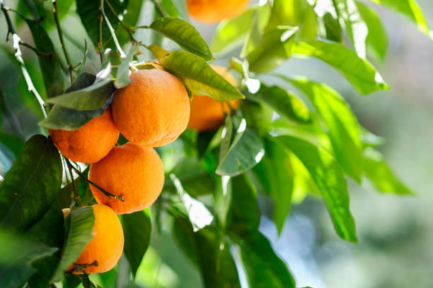 laranjeiras orgânicas - tangerine citrus fruit organic orange - fotografias e filmes do acervo