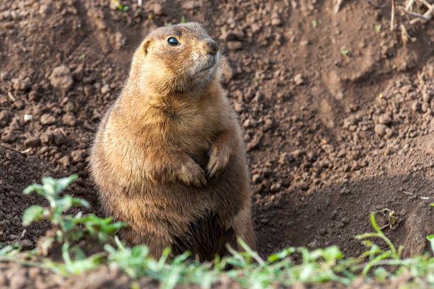 The Gunnison's Prairie Dog (Cynomys gunnisoni) is a rodent and member of the squirrel family. They are primarily distributed in the Four Corners region of Utah, Colorado, New Mexico and Arizona. Their coats are light brown mixed with black-colored hairs. The top of the head, cheeks, and eyebrows are darker than the rest of the body. The tail is mostly white. The prairie dog’s eyes are on the sides of the head to give them wide peripheral vision to more easily spot predators. The Gunnison's prairie dog typically feeds during the day on grasses, herbs, and leaves. In the spring, they feed on newly grown shrubs. In the summer they mainly consume seeds. Prairie dog habitat includes meadows, grasslands, high desert and floodplains. They are often found in areas of rabbitbrush, sagebrush, and saltbrush. Gunnison's prairie dogs live in large colonies of up to several hundred. They are more active in the early morning and late afternoon especially during hot weather. When the temperatures are cooler, they become more active throughout the day. When it rains or snows, the prairie dog will spend its time underground. When they are above ground, they feed, make social contact, look out for predators, groom and dig their burrows. During the winter, the Gunnison's prairie dog hibernates for long periods of time without food or water, instead relying on stored fat and physiological adaptations to slow their metabolism. After hibernation, they become active from April through October. The Gunnison's prairie dog has a complex system of vocal communication. Their bark is a combination of high-pitched syllables to identify various predators. They also have different sounds for an \